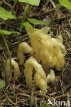 Yellow Bird’s Nest (Monotropa hypopitys)