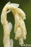Yellow Bird’s Nest (Monotropa hypopitys)