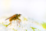 yellow dung fly (Scathophaga stercoraria)