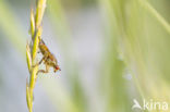 yellow dung fly (Scathophaga stercoraria)