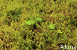 Struisveermos (Ptilium crista-castrensis)