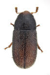 Sulcacis bidentulus