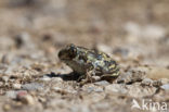 Eastern spadefoot (Pelobates syriacus)