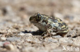 Eastern spadefoot (Pelobates syriacus)