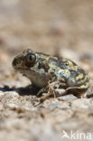 Eastern spadefoot (Pelobates syriacus)