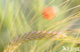 Wheat (Triticum spec.)