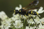 Tenthredo marginella