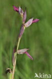 Tongorchis (Serapias lingua)