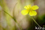 Tormentil (Potentilla erecta)