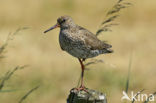 Common Redshank (Tringa totanus)