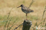 Common Redshank (Tringa totanus)