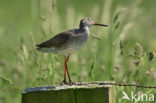 Common Redshank (Tringa totanus)