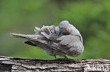 Turkse Tortel (Streptopelia decaocto)