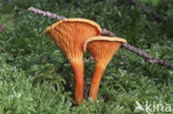 Valse hanenkam (Hygrophoropsis aurantiaca)