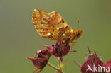 Veenbesparelmoervlinder (Boloria aquilonaris) 