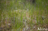 Veenbloembies (Scheuchzeria palustris) 