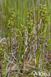 Veenbloembies (Scheuchzeria palustris) 