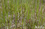 Veenbloembies (Scheuchzeria palustris) 