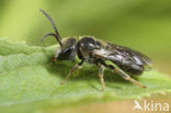 Veluwse franjegroefbij (Lasioglossum sabulosum)