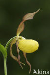 Lady’s slipper (Cypripedium calceolus)