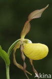 Lady’s slipper (Cypripedium calceolus)