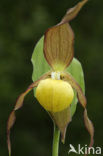 Lady’s slipper (Cypripedium calceolus)