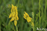 Verfbrem (Genista tinctoria) 