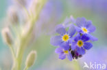 Forget-me-not (Myosotis spec.)