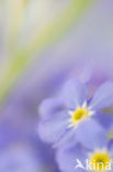 Forget-me-not (Myosotis spec.)