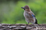 Vlaamse Gaai (Garrulus glandarius)