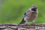 Eurasian Jay (Garrulus glandarius)