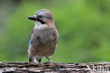 Vlaamse Gaai (Garrulus glandarius)