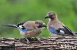 Vlaamse Gaai (Garrulus glandarius)