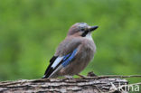 Eurasian Jay (Garrulus glandarius)