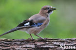 Vlaamse Gaai (Garrulus glandarius)