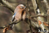 Eurasian Jay (Garrulus glandarius)