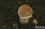 Fly agaric (Amanita muscaria)