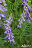 Tufted Vetch (Vicia cracca)