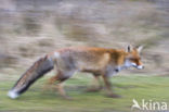 Fox (Vulpes vulpes)