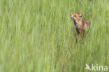 Vos (Vulpes vulpes)