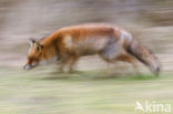 Fox (Vulpes vulpes)