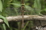 Northern Hawker (Aeshna isosceles)