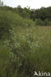 Alder Buckthorn (Rhamnus frangula)