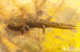 Vuursalamander (Salamandra salamandra) 