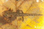 Vuursalamander (Salamandra salamandra) 