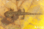 Vuursalamander (Salamandra salamandra) 