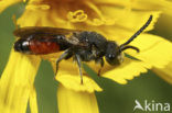 Wafelbloedbij (Sphecodes scabricollis) 