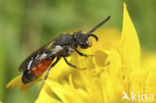 Wafelbloedbij (Sphecodes scabricollis) 