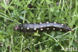 Bedstraw Hawk-moth (Hyles gallii)