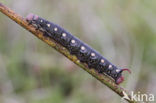 Bedstraw Hawk-moth (Hyles gallii)